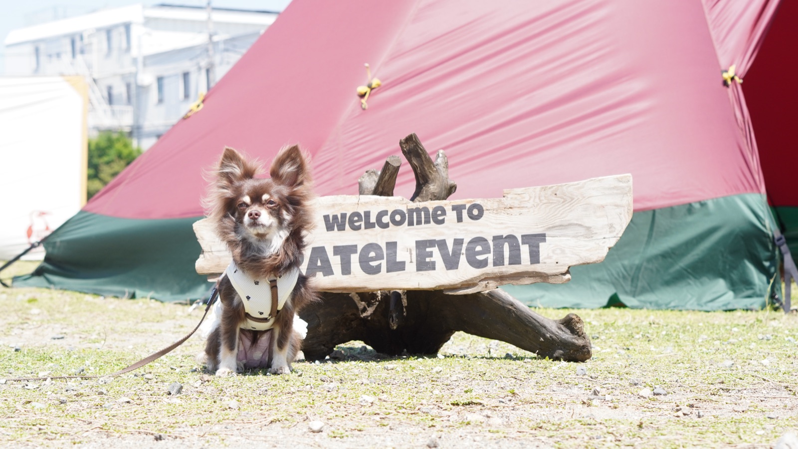フォトスポットで撮影する犬